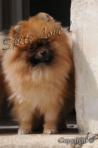 Heaven du Spitz Love