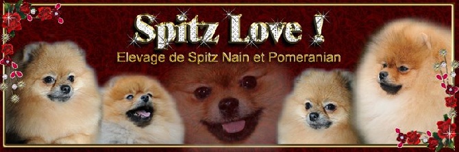 du Spitz Love - NOUVEAU SITE !!!