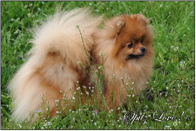 du Spitz Love - COPIE INTERDITE