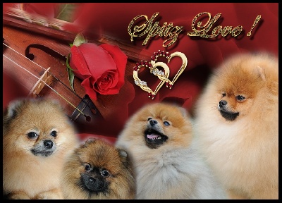du Spitz Love